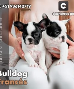 Bulldog Francés