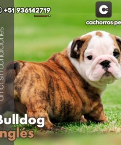 Bulldog Inglés
