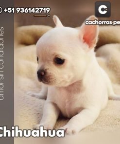 Chihuahua