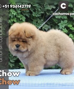 Chow Chow