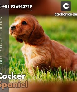 Cocker Spaniel