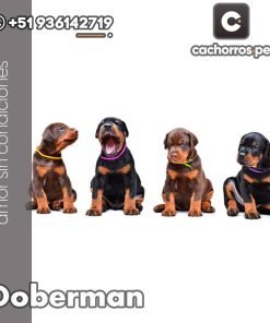 Doberman