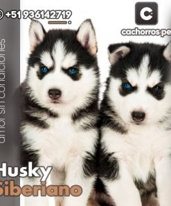 Husky Siberiano