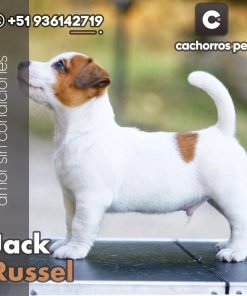 Jack Russel