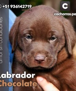 Labrador Chocolate