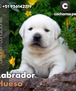 Labrador Hueso