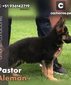Pastor Alemán