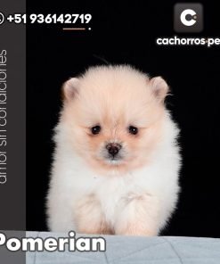 Pomeranian