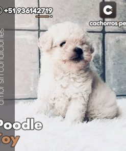 Poodle Toy