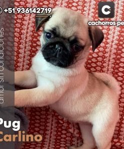 Pug Carlino