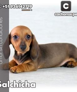 Salchicha