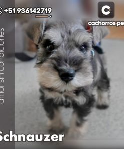 Schnauzer