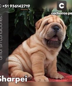 Sharpei