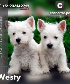 West Highland Terrier (Westy)