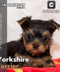 Yorkshire Terrier Toy