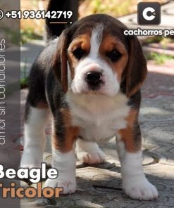 Beagle Tricolor