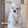 Bichón Frise