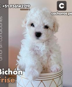 Bichón Frise