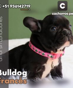 Bulldog Francés