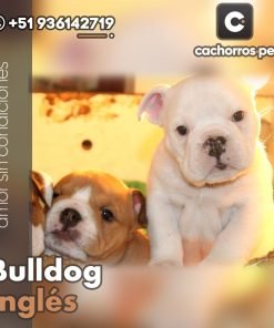 Bulldog Inglés