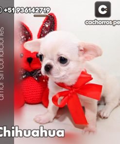 Chihuahua