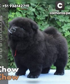 Chow Chow