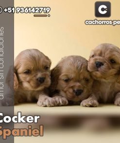 Cocker Spaniel