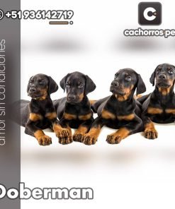 Doberman