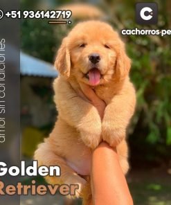 Golden Retriever