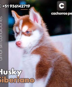 Husky Siberiano