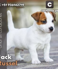 Jack Russel