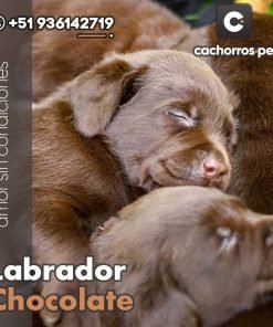 Labrador Chocolate