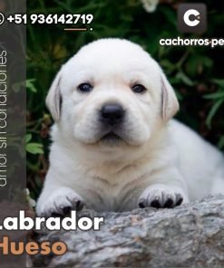 Labrador Hueso