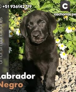 Labrador Negro