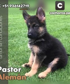 Pastor Alemán