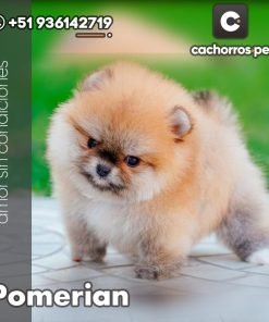 Pomeranian