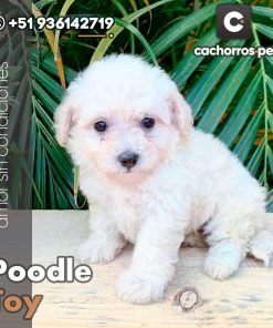 Poodle Toy