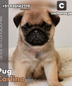 Pug Carlino