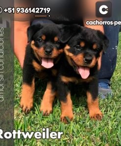 Rottweiler