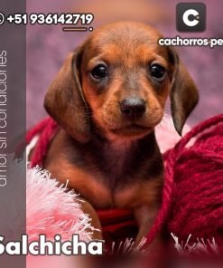 Salchicha