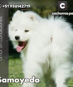 Samoyedo
