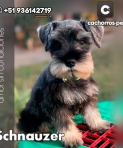 Schnauzer