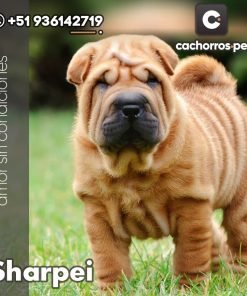 Sharpei