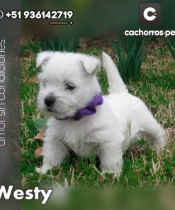 West Highland Terrier (Westy)