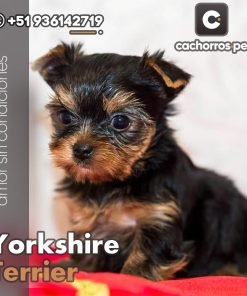 Yorkshire Terrier Toy