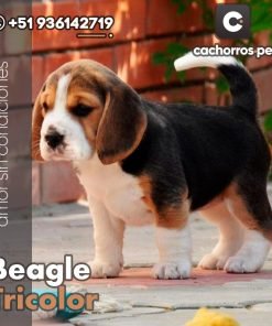 Beagle Tricolor