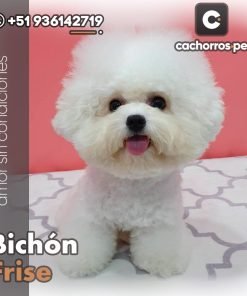 Bichón Frise