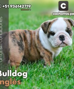 Bulldog Inglés