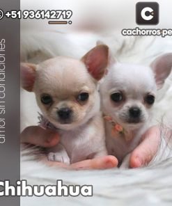 Chihuahua