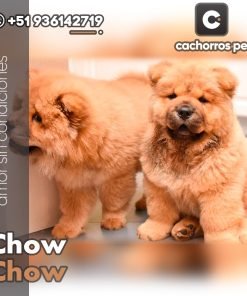 Chow Chow